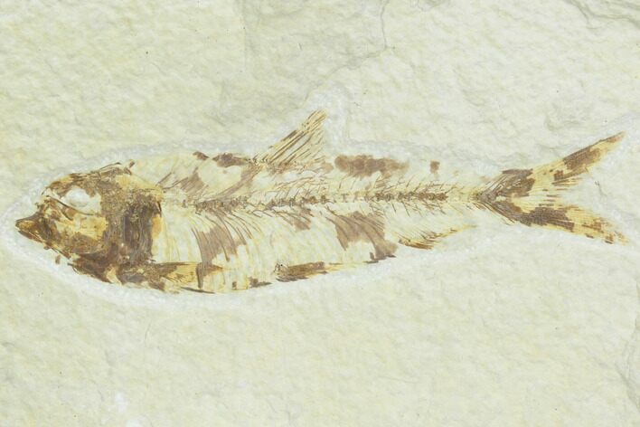 Bargain, Fossil Fish (Knightia) - Wyoming #126016